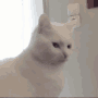 Cat angry.gif