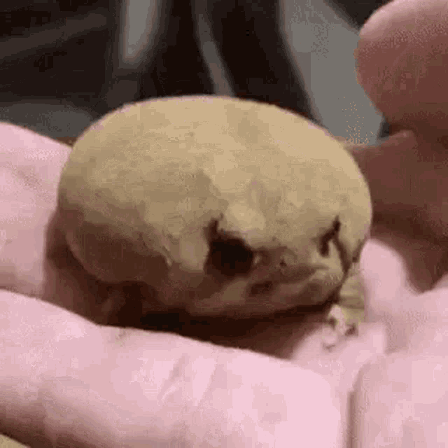 dyingaliengif-toad.gif
