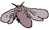 pocket moth.png