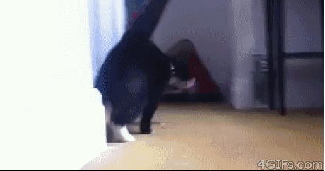 Sup cat.gif