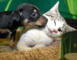 puppies+kittens.JPG