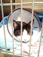 Poncho after surgery.jpg