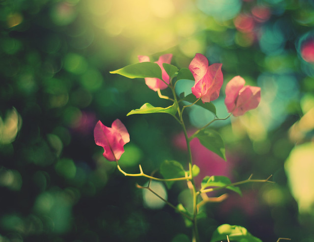 2012 Photography Entry