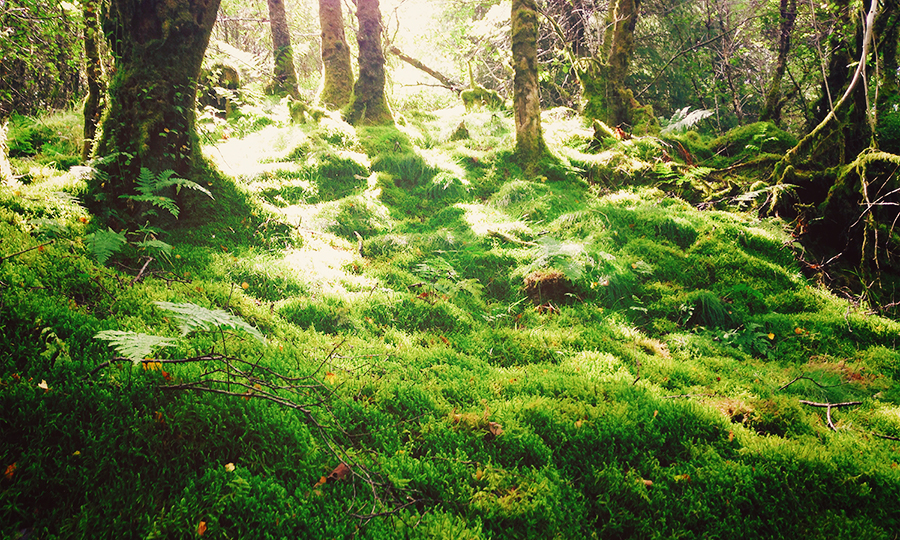 2016 Photo Entry: Sylphlands