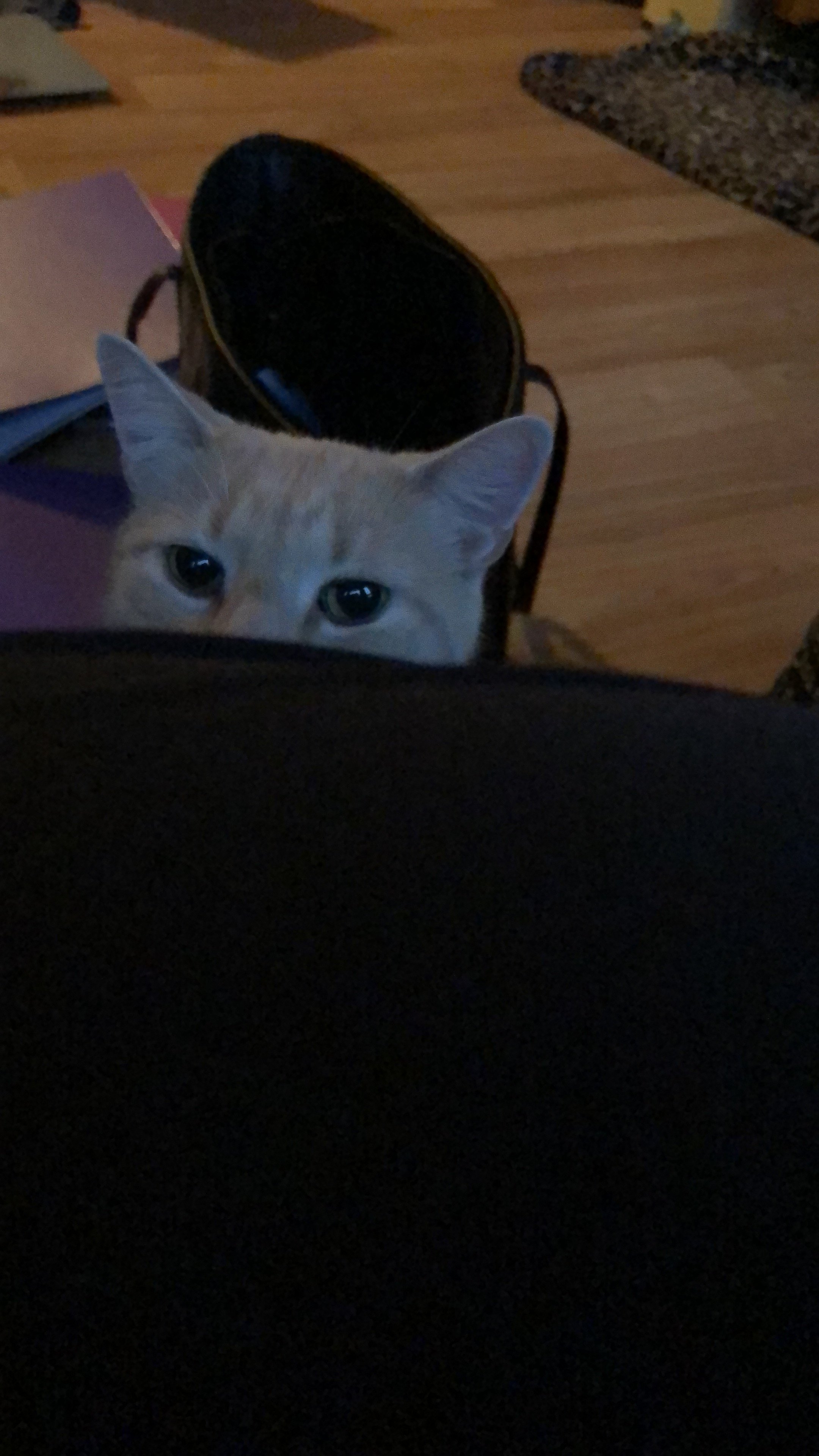 2019 October Photo Challenge Cat