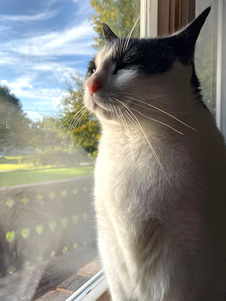 2019 October Photo Challenge Cat