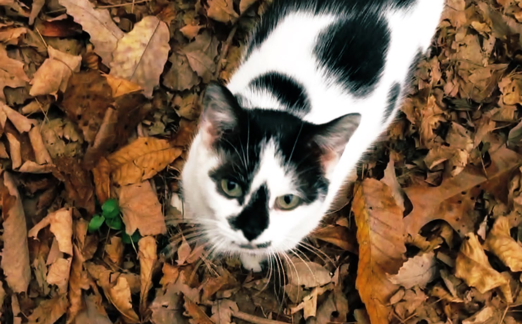 2019 October Photo Challenge Cat